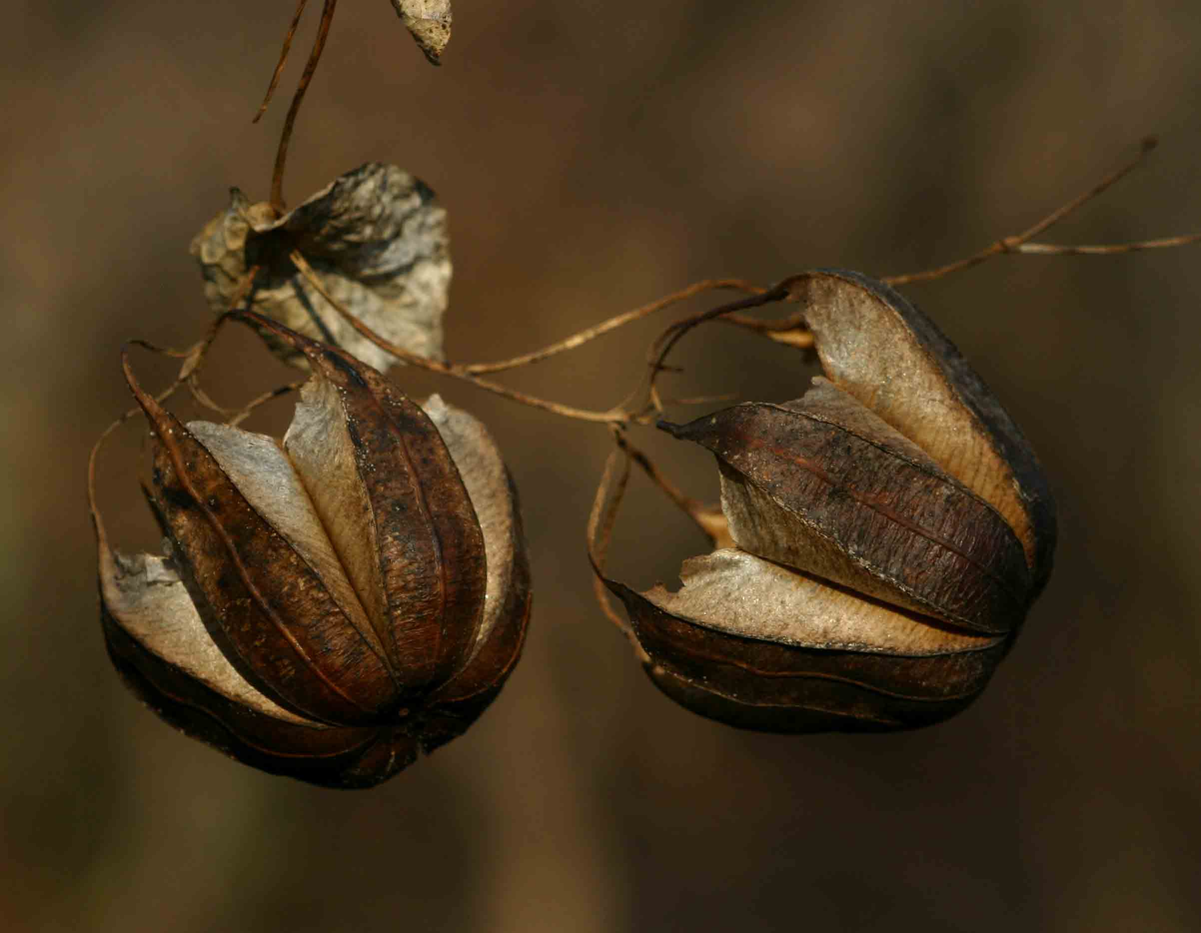 Aristolochia albida