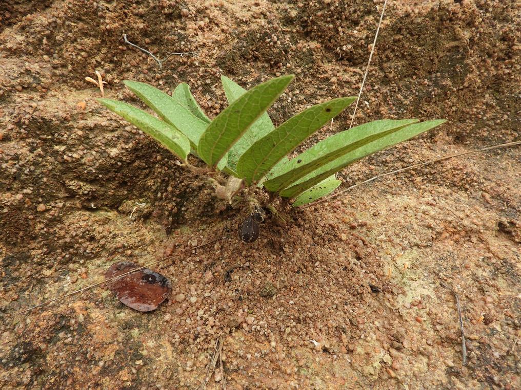Aristolochia hockii