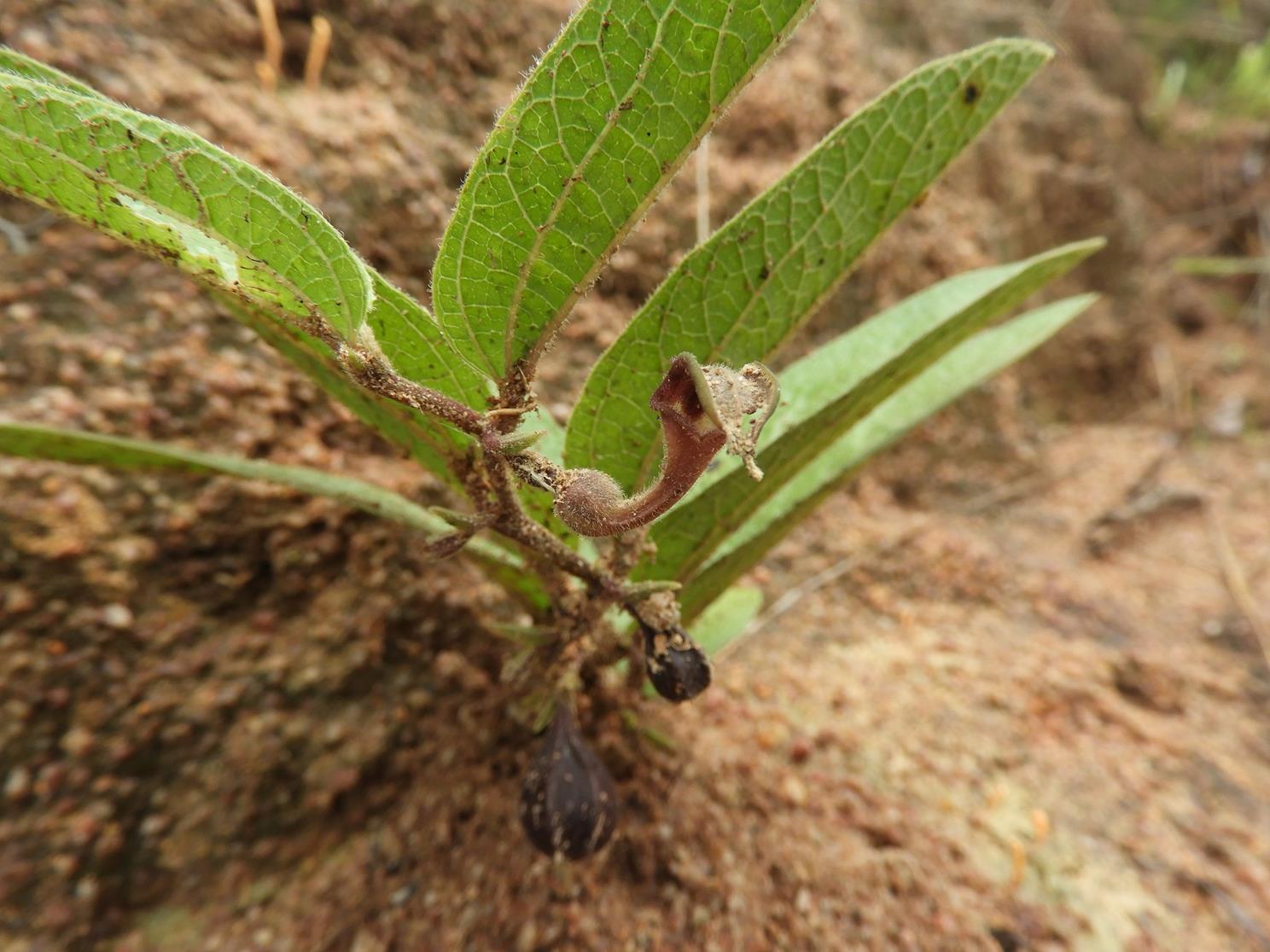 Aristolochia hockii