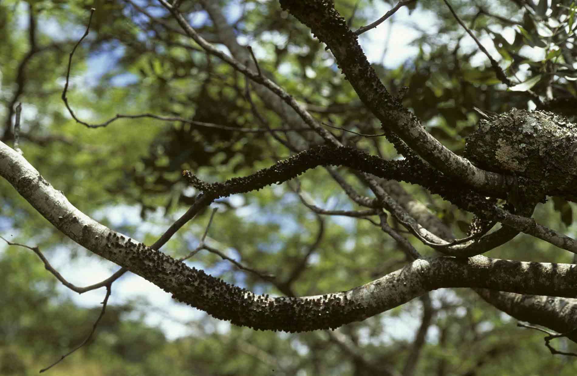 Pilostyles aethiopica