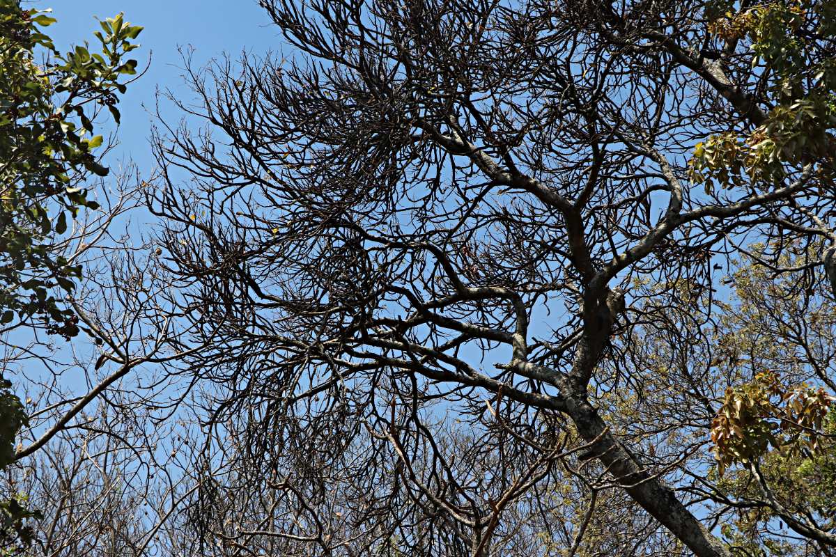 Pilostyles aethiopica Pilostyles aethiopica