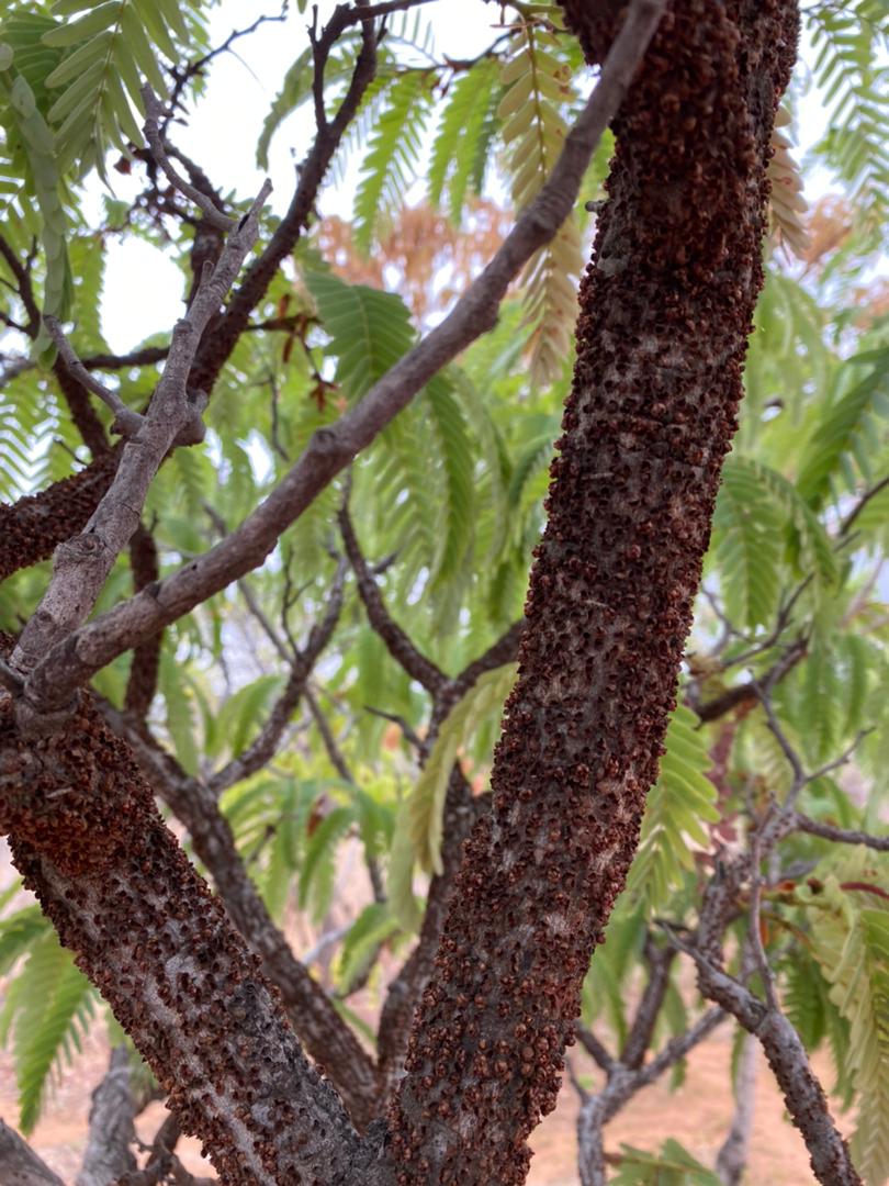 Pilostyles aethiopica