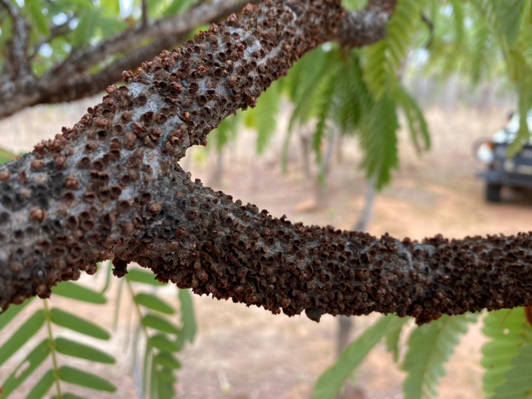 Pilostyles aethiopica