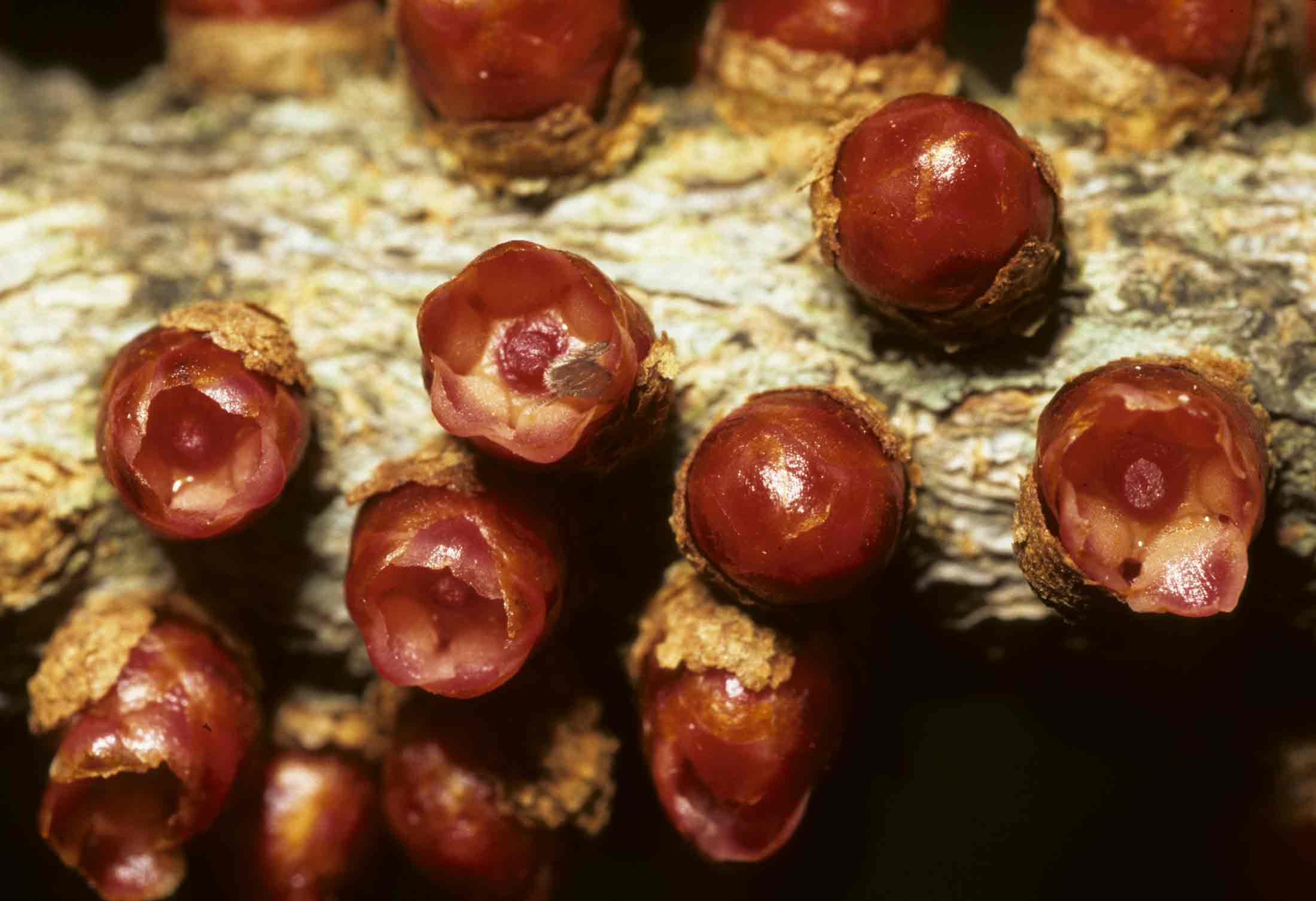 Pilostyles aethiopica