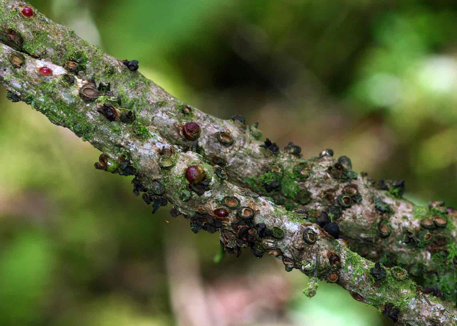 Pilostyles aethiopica Pilostyles aethiopica