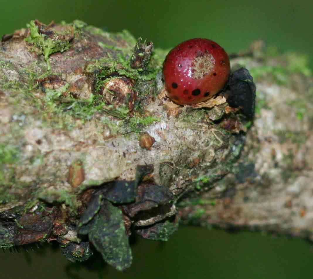 Pilostyles aethiopica Pilostyles aethiopica