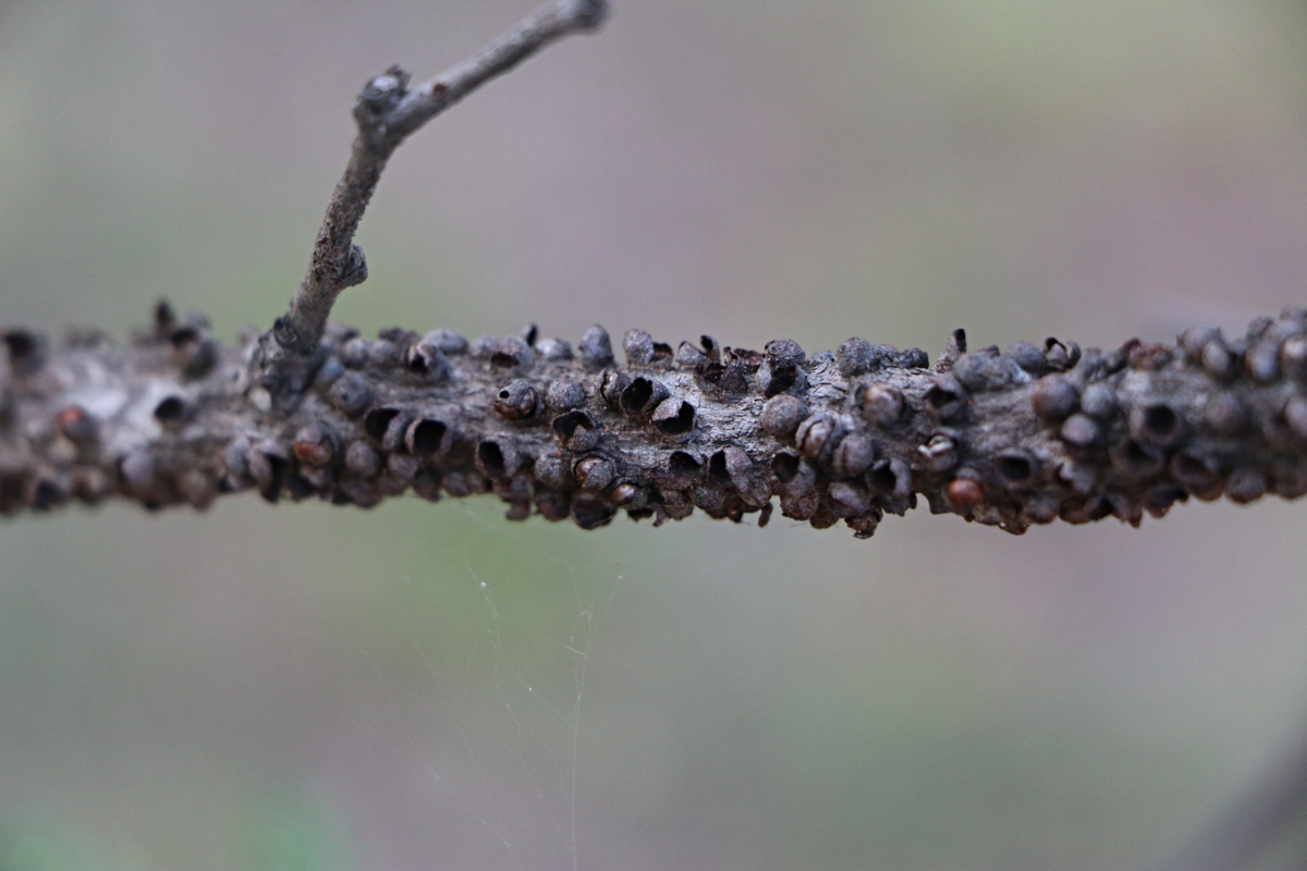 Pilostyles aethiopica Pilostyles aethiopica