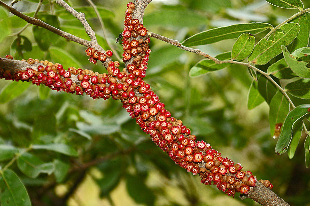 Pilostyles aethiopica