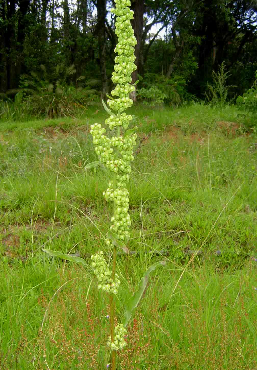 Rumex crispus