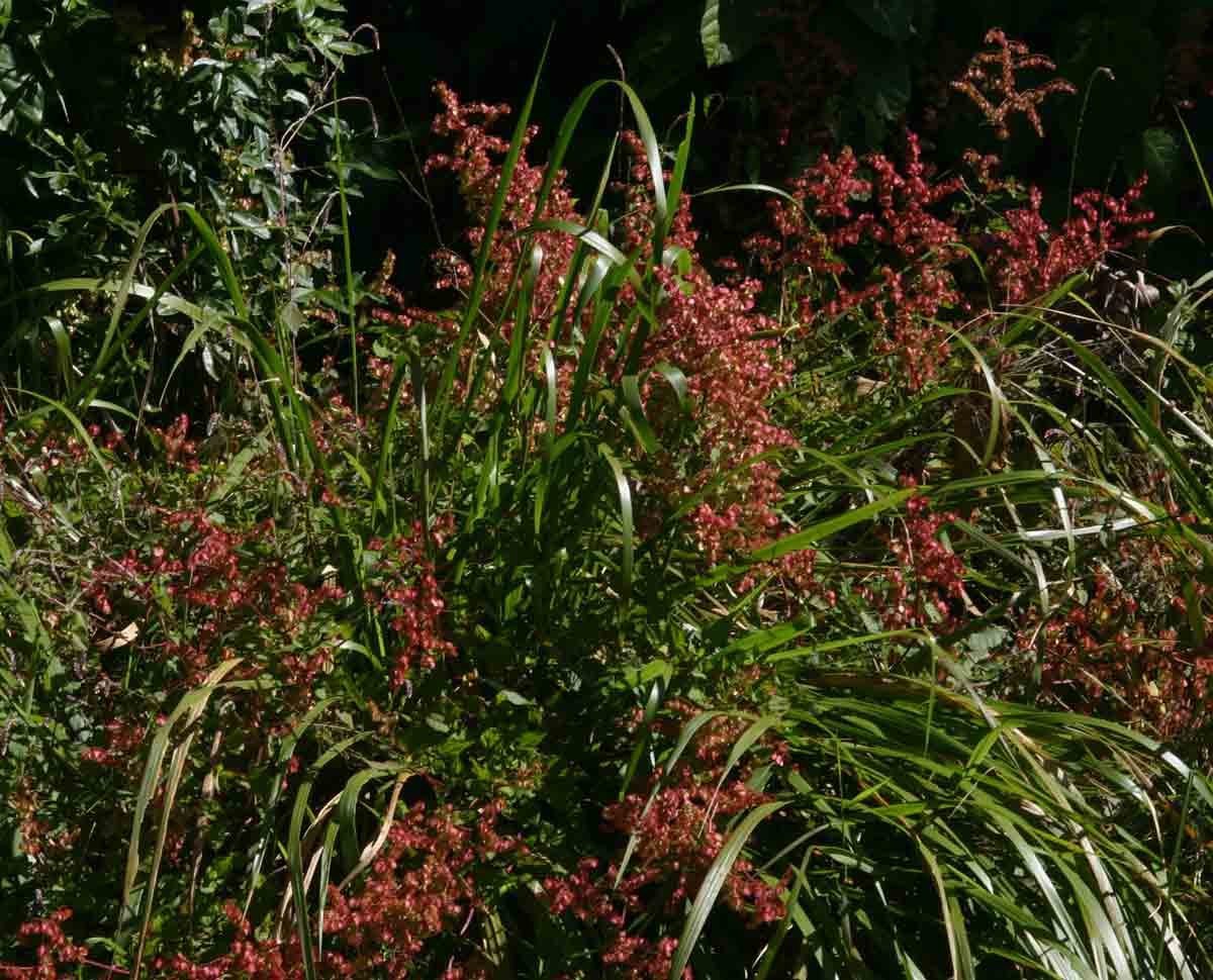 Rumex sagittatus