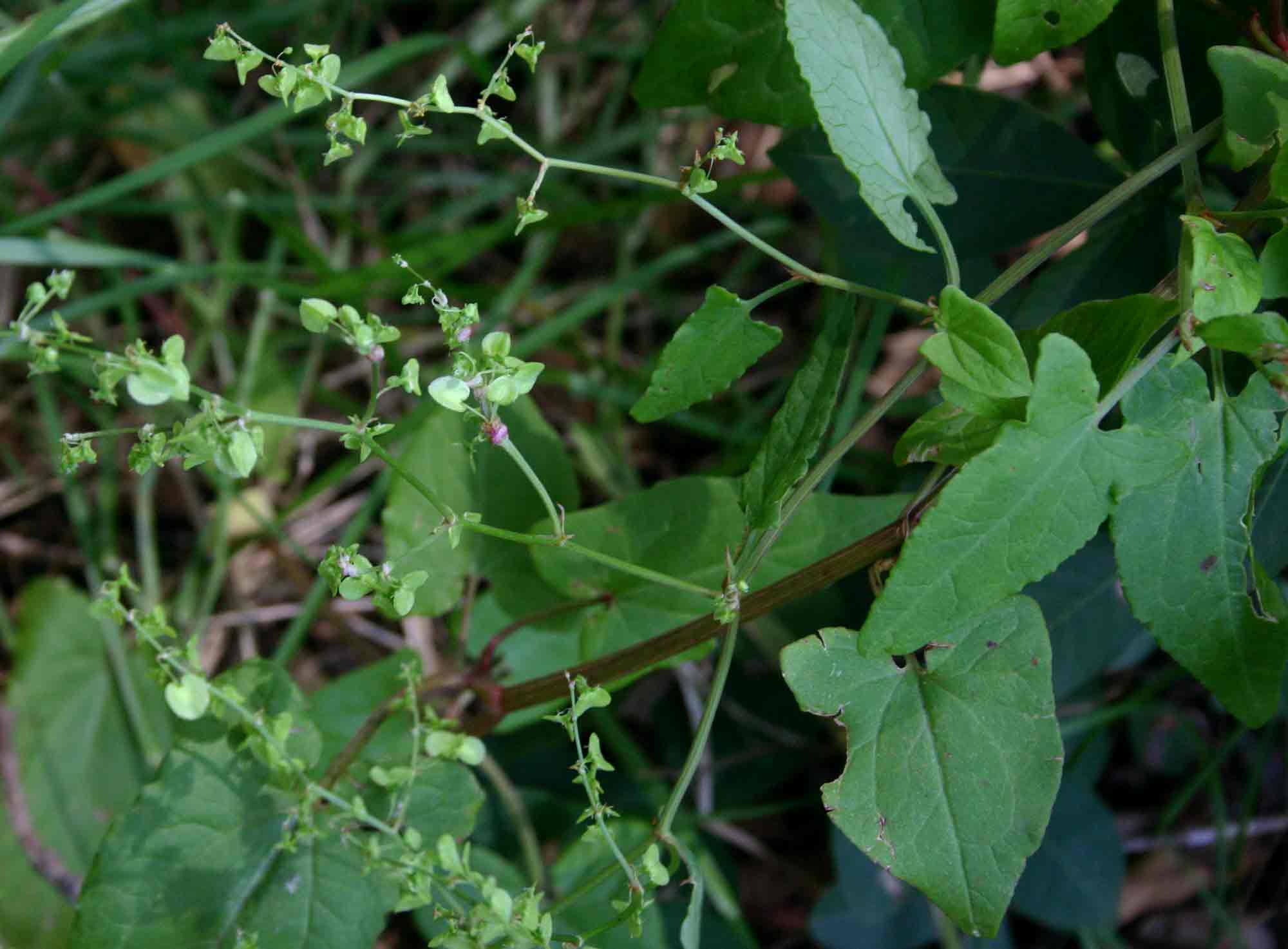 Rumex sagittatus