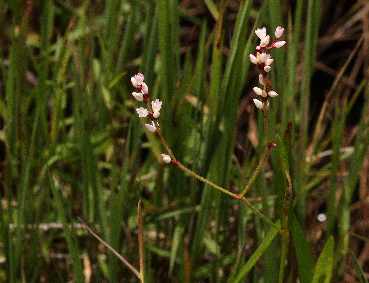 Persicaria strigosa