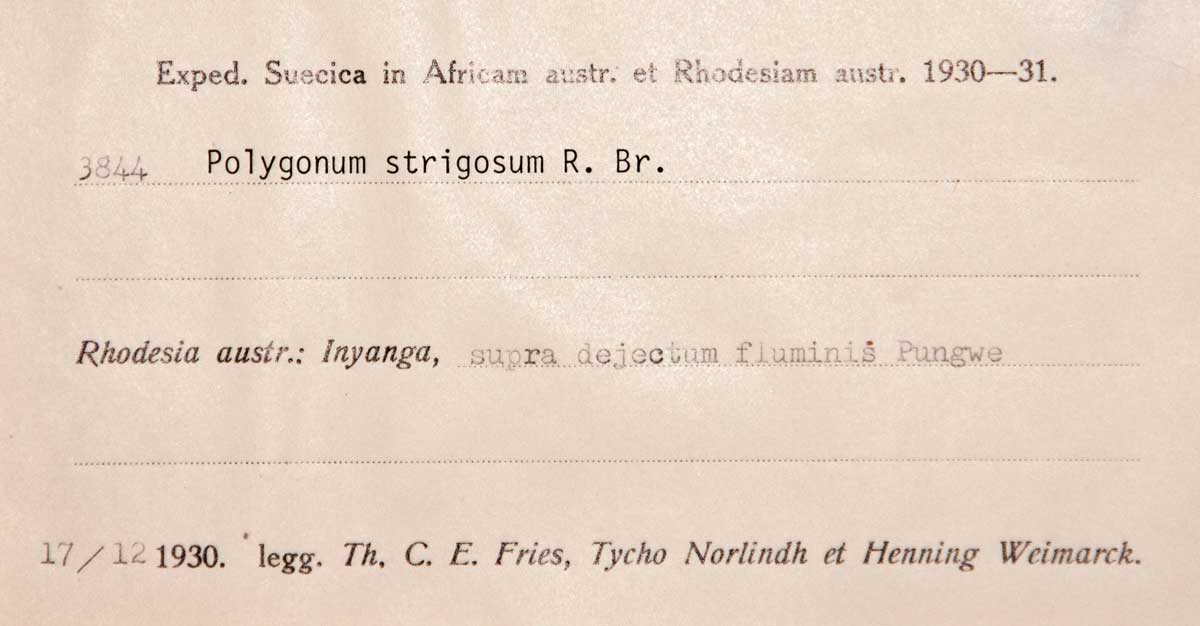 Persicaria strigosa Persicaria strigosa