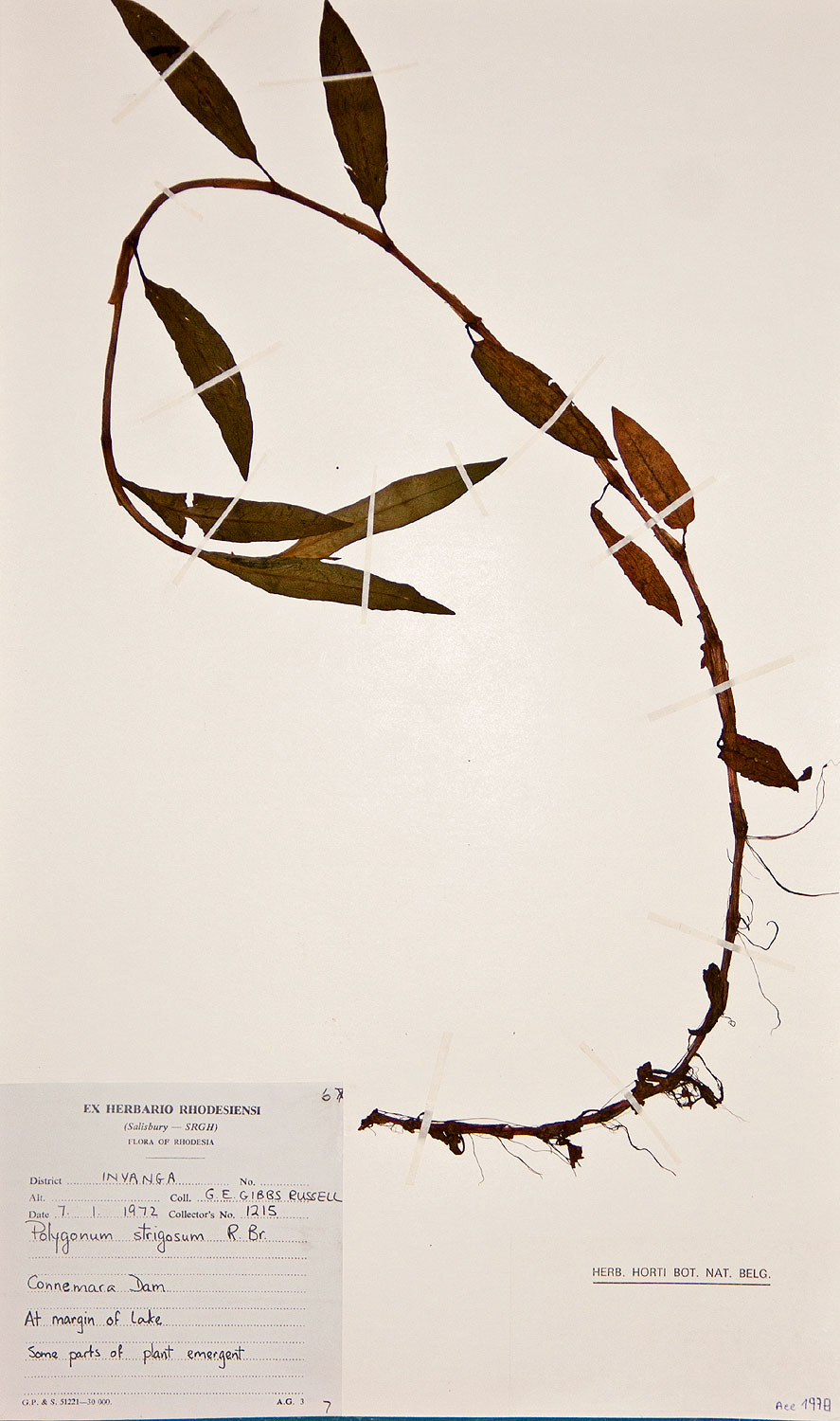 Persicaria strigosa Persicaria strigosa