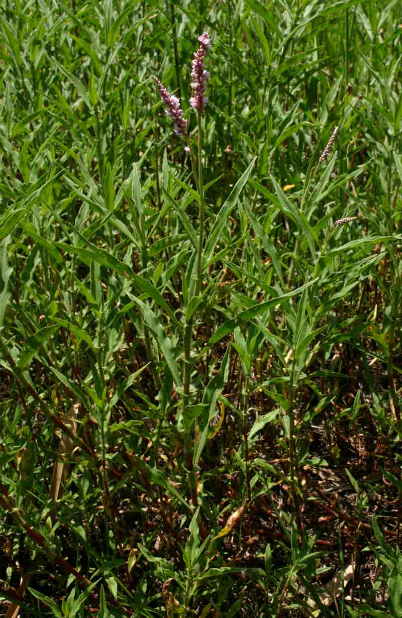 Persicaria limbata