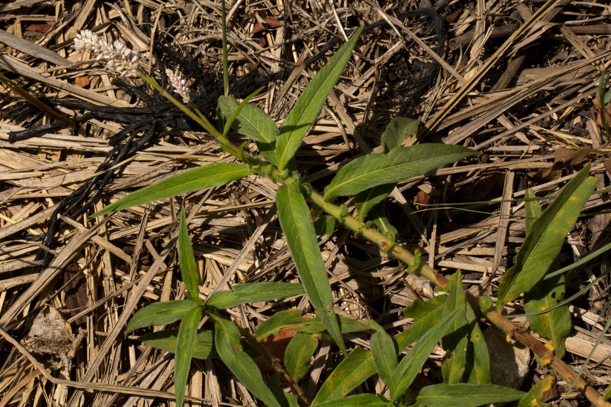 Persicaria limbata Persicaria limbata