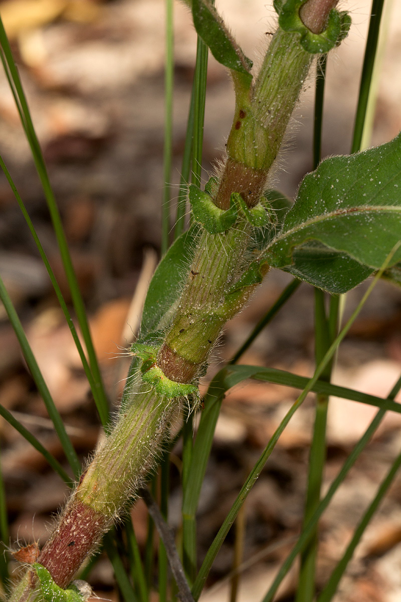 Persicaria limbata Persicaria limbata