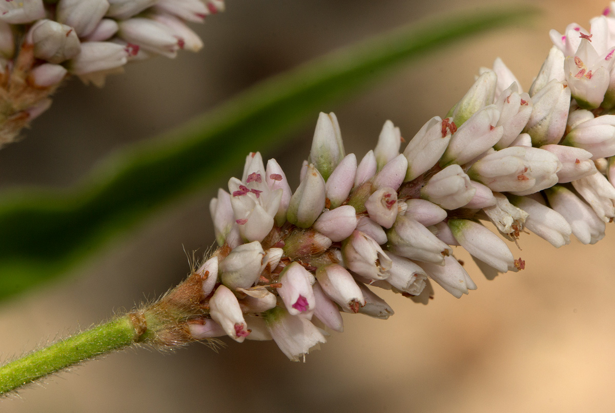 Persicaria limbata Persicaria limbata