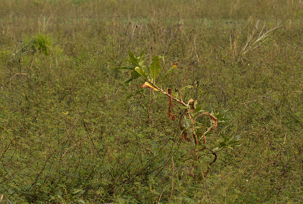 Persicaria senegalensis