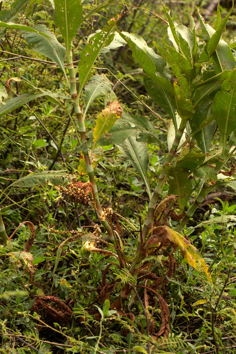 Persicaria senegalensis Persicaria senegalensis