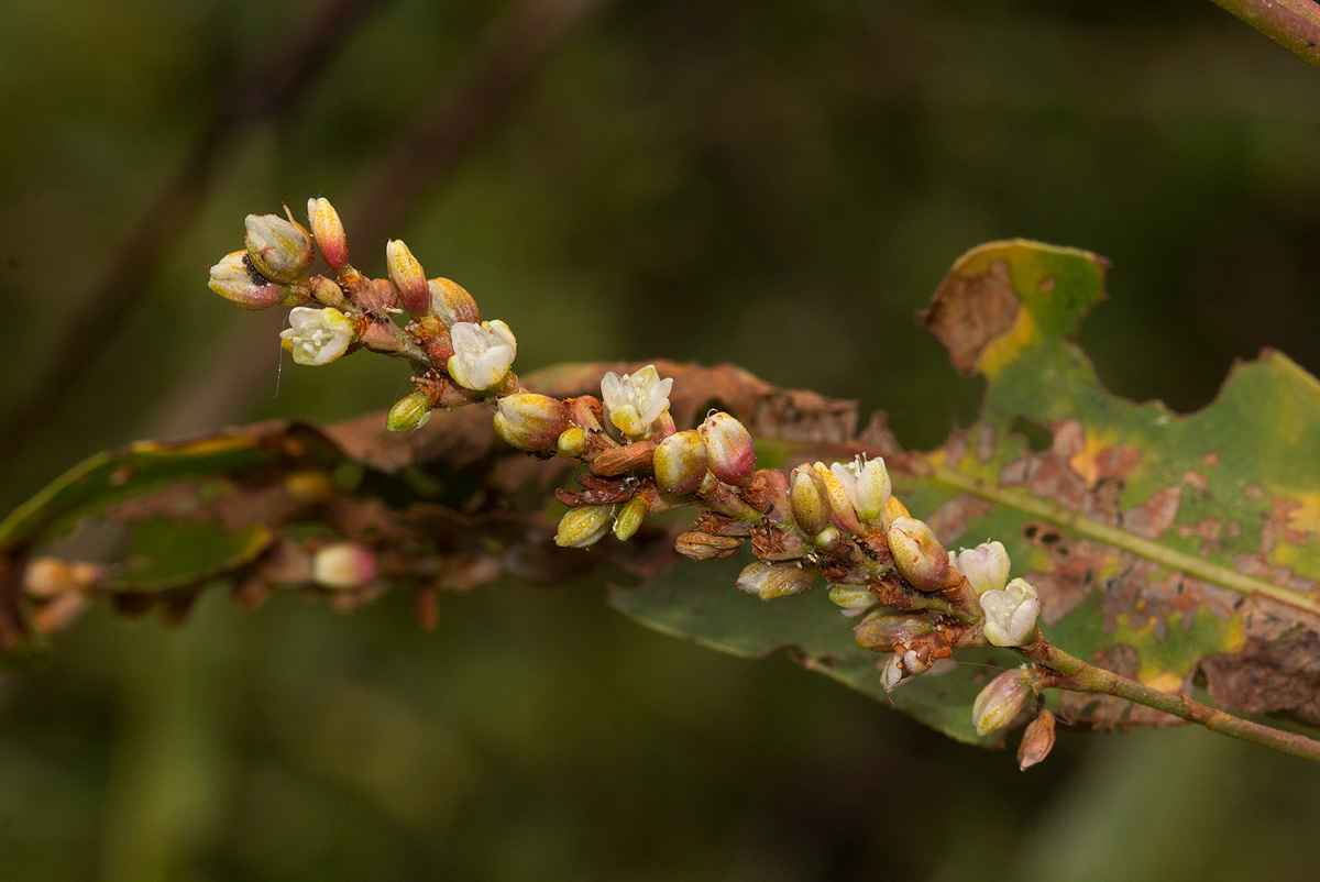 Persicaria senegalensis Persicaria senegalensis