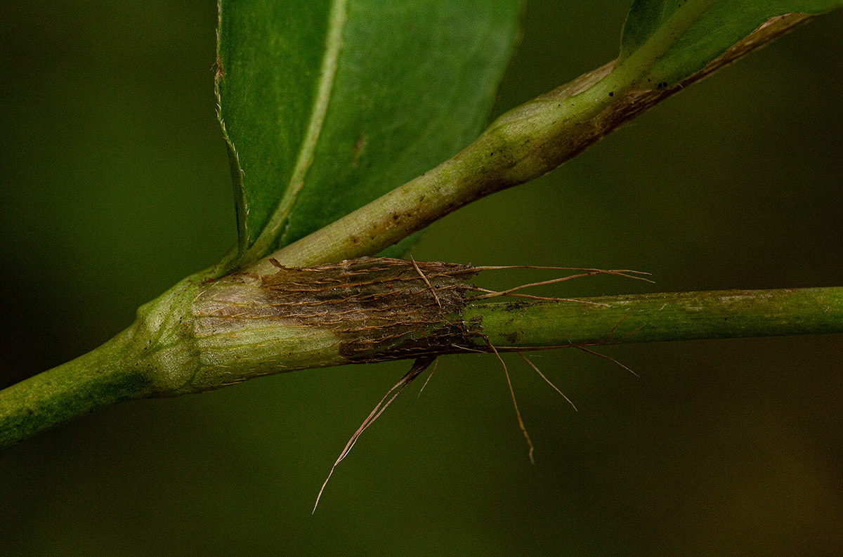 Persicaria decipiens