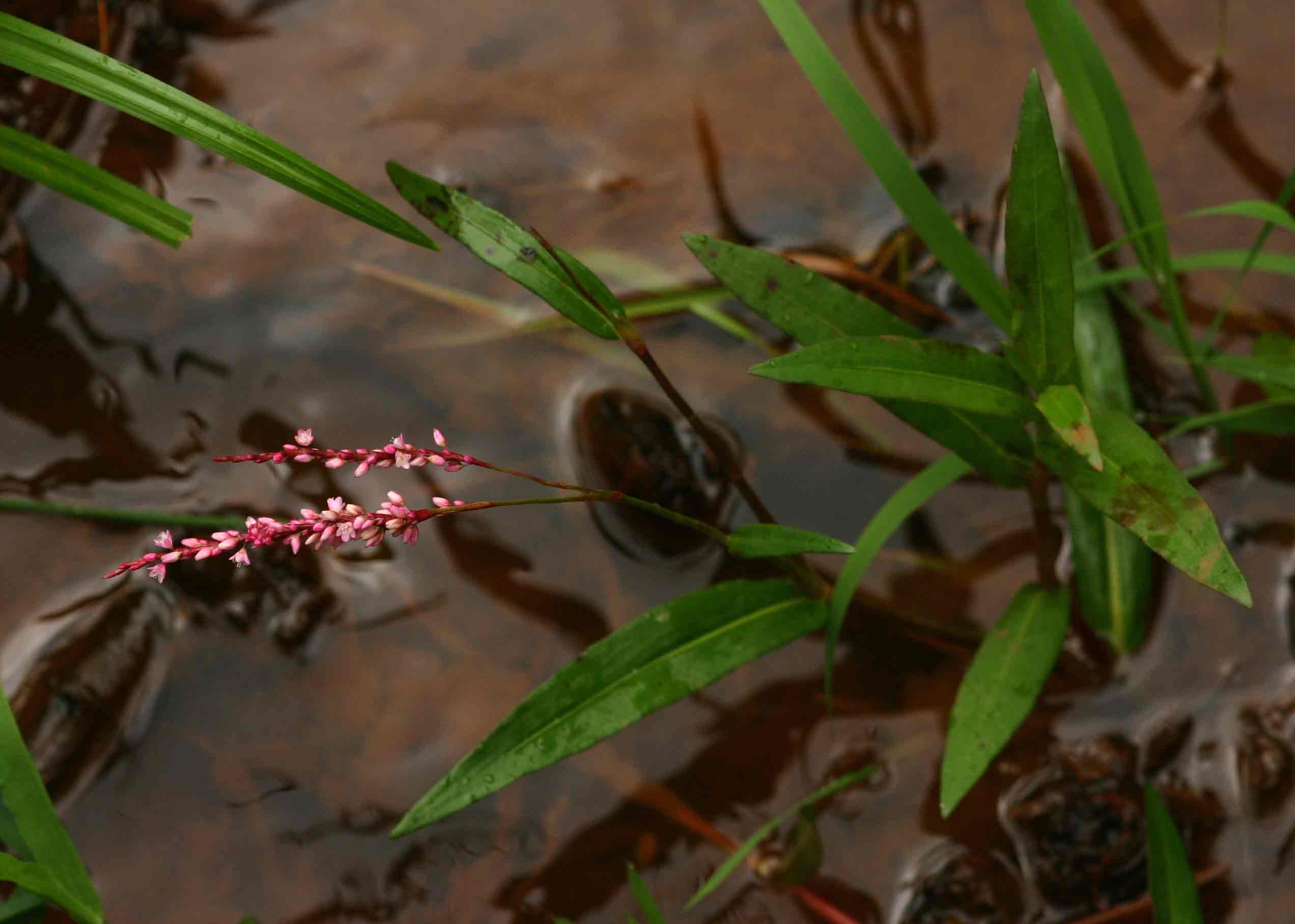 Persicaria decipiens