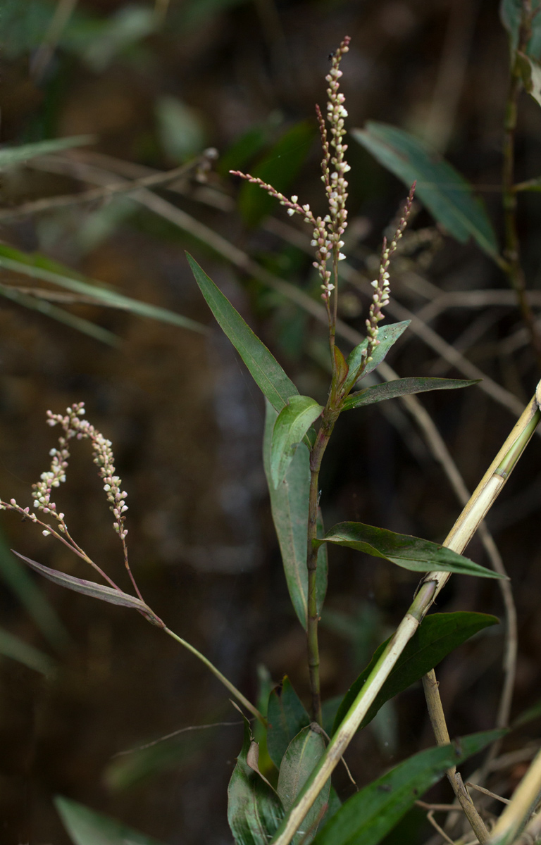 Persicaria decipiens