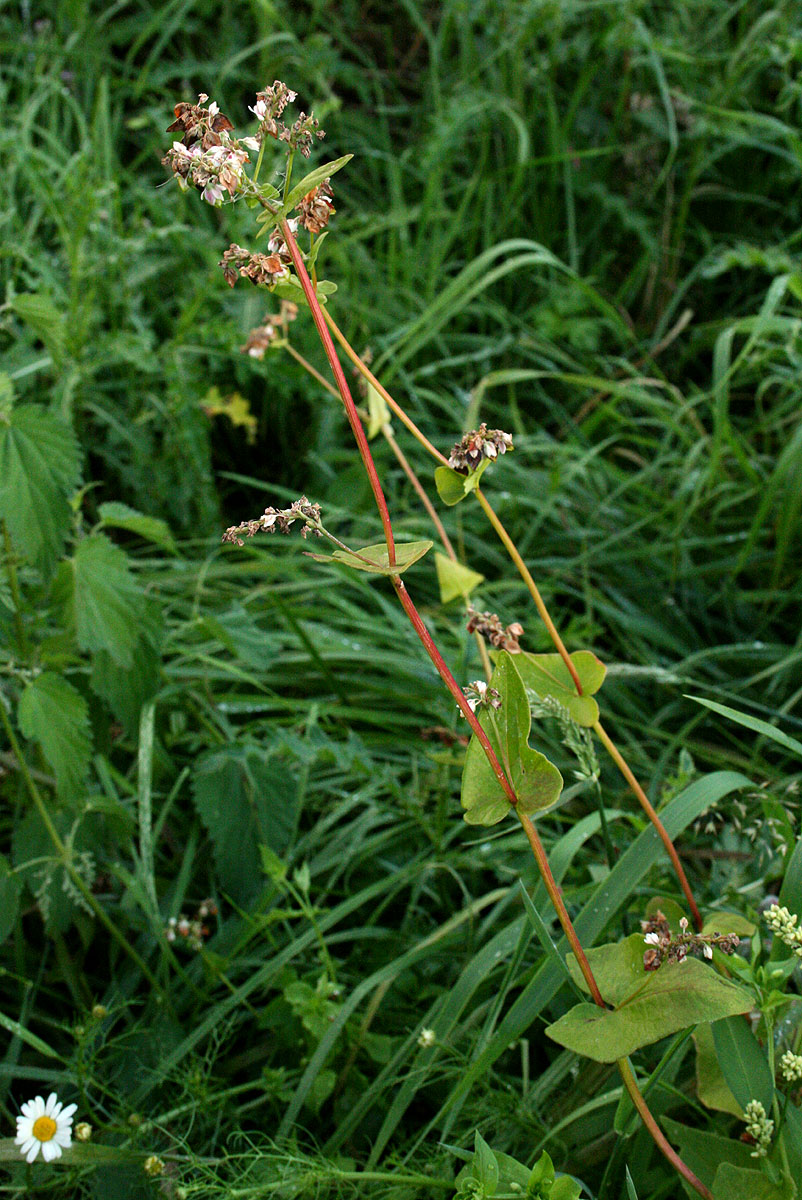 Fagopyrum esculentum Fagopyrum esculentum