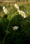 Fagopyrum esculentum