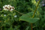Fagopyrum esculentum