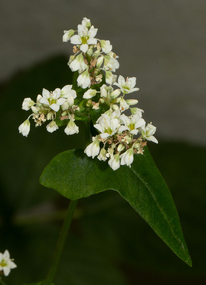 Fagopyrum esculentum