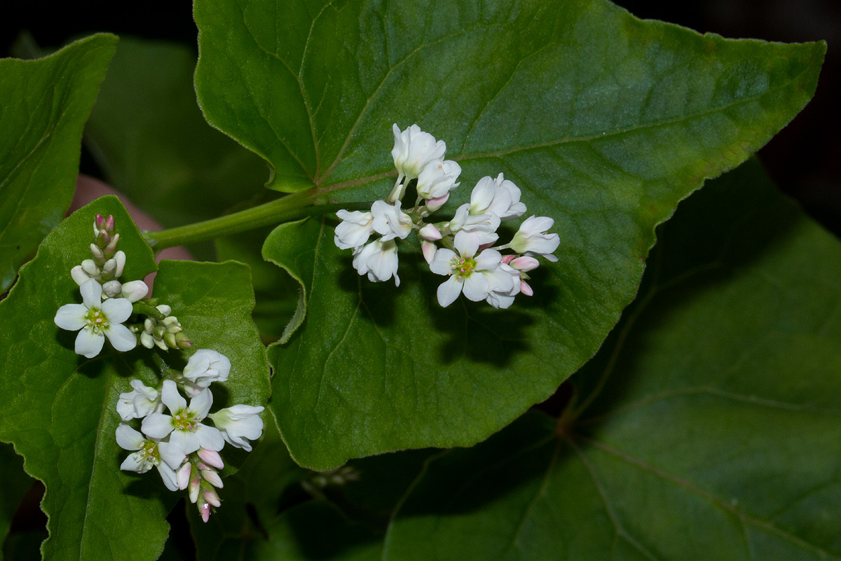 Fagopyrum esculentum