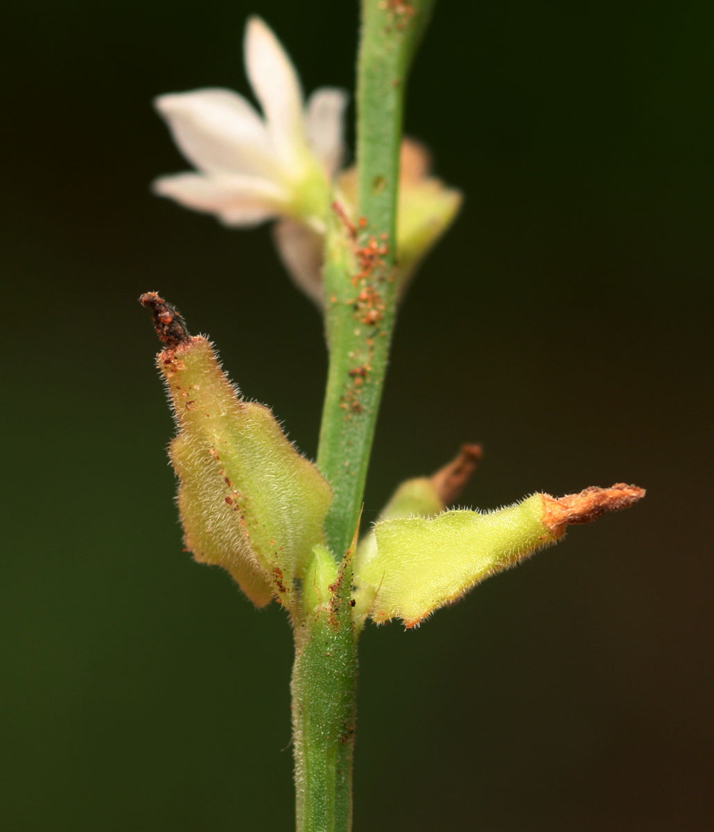 Oxygonum delagoense Oxygonum delagoense
