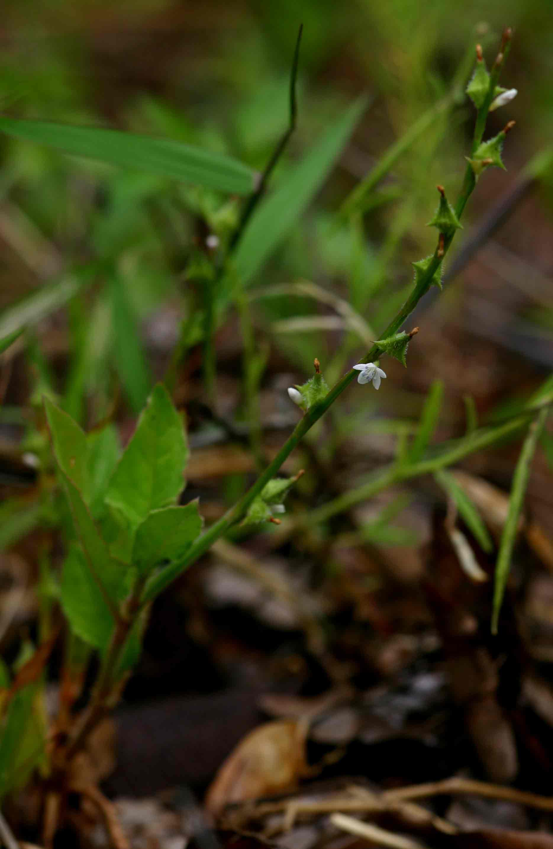 Oxygonum sinuatum Oxygonum sinuatum