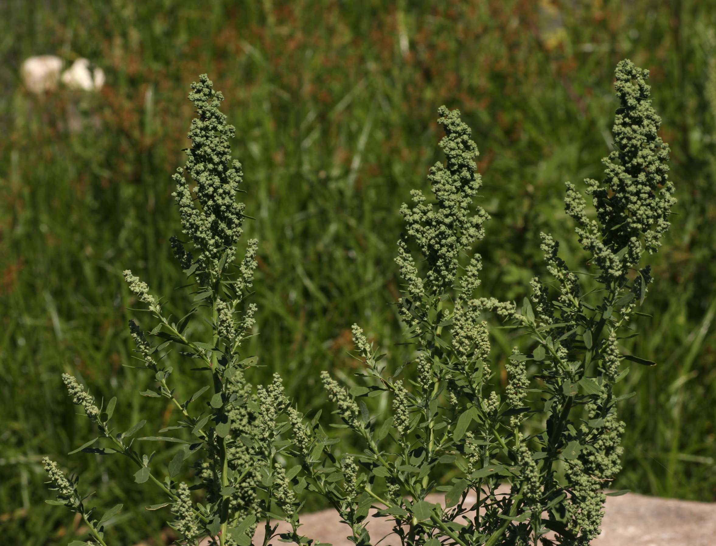 Chenopodium album