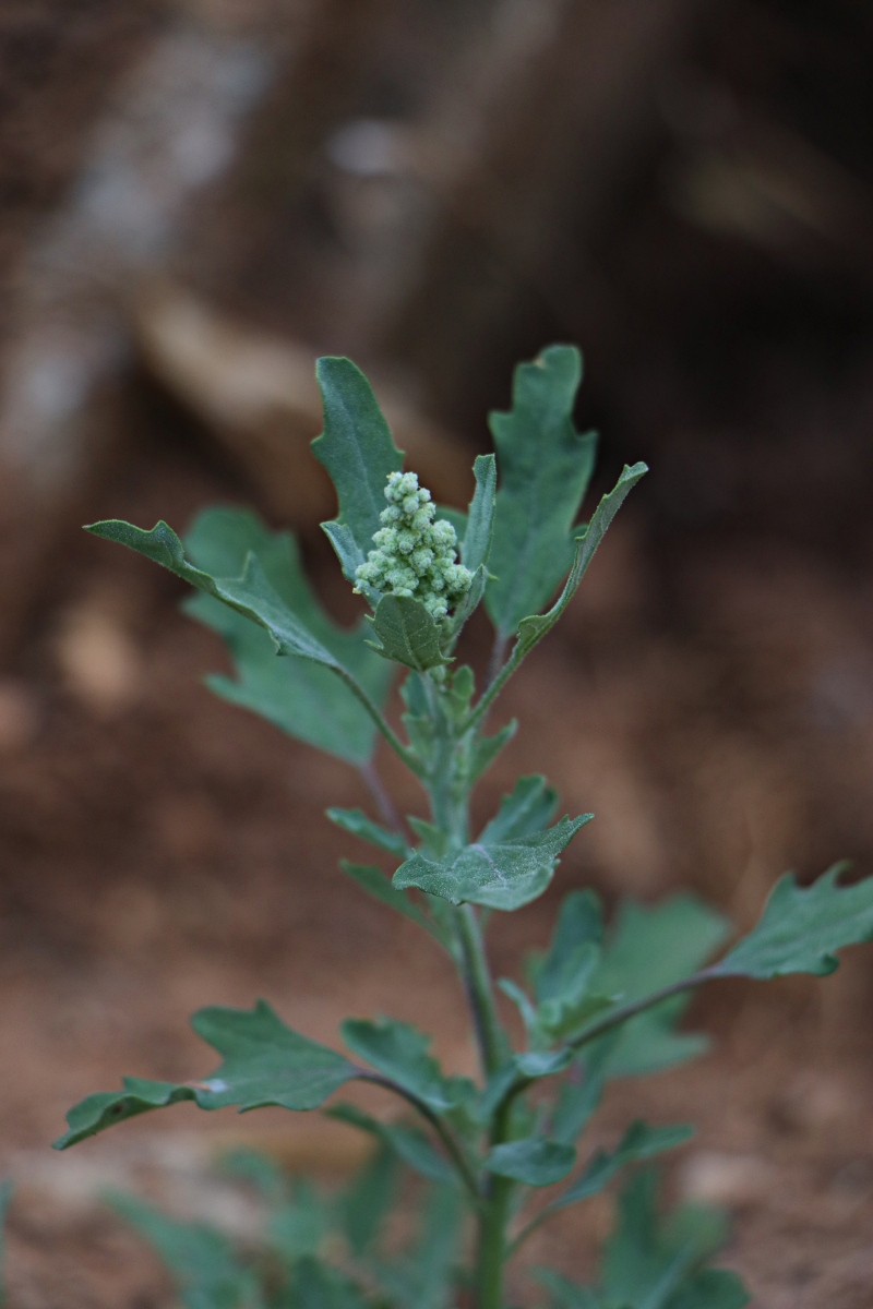 Chenopodium album