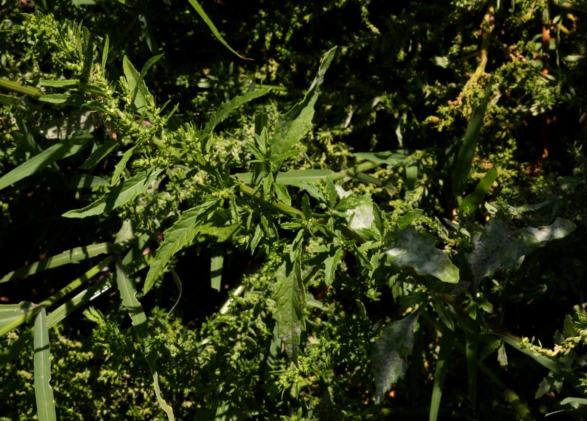 Dysphania ambrosioides