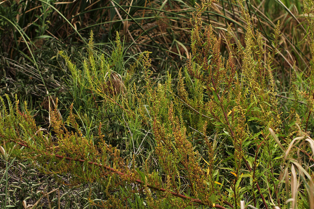 Dysphania ambrosioides