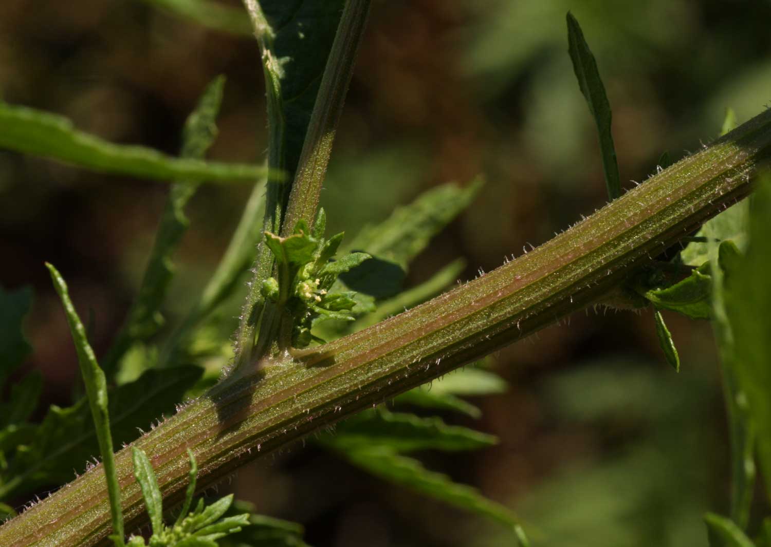 Dysphania ambrosioides