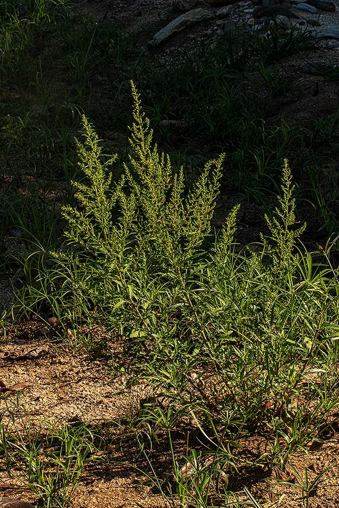 Dysphania ambrosioides