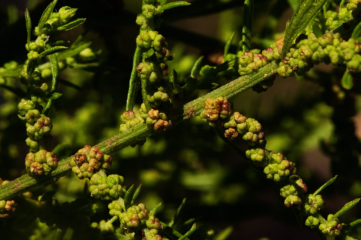 Dysphania ambrosioides