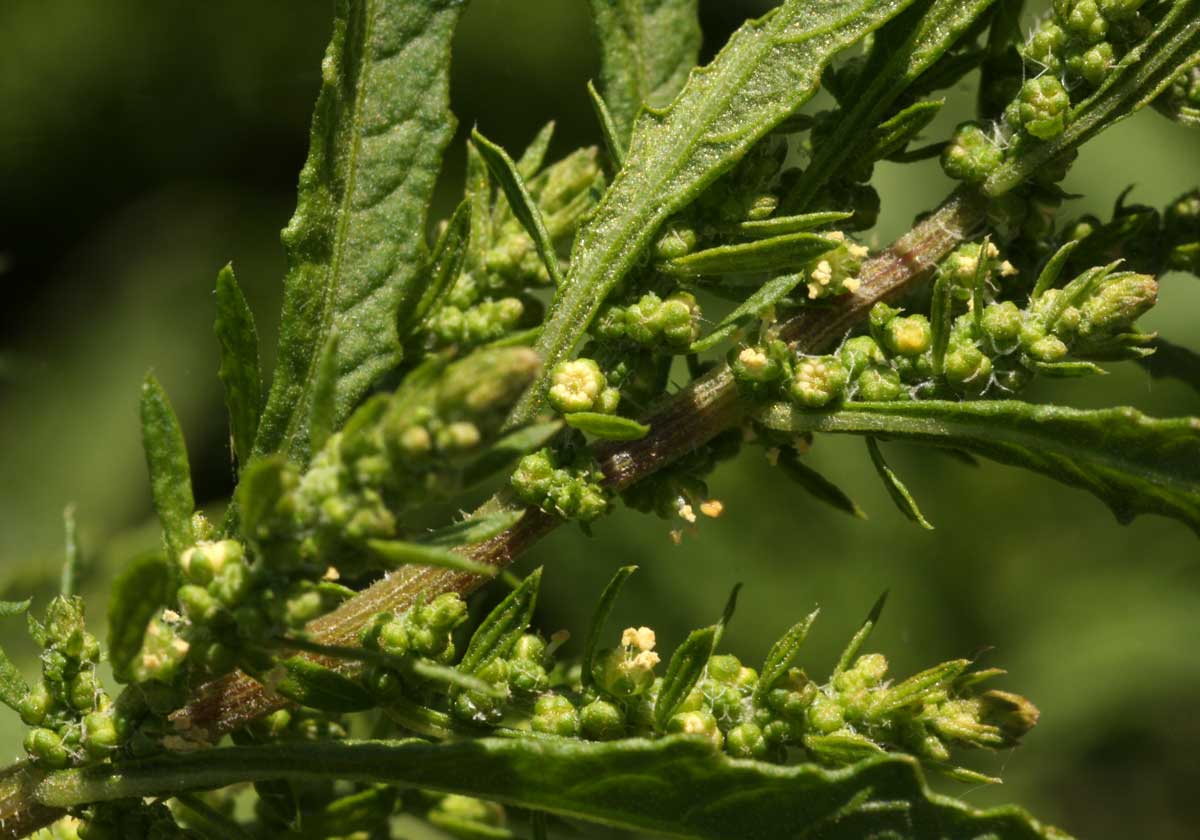 Dysphania ambrosioides Dysphania ambrosioides