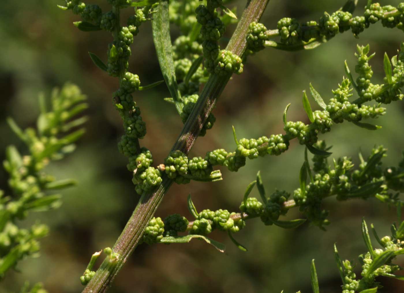Dysphania ambrosioides