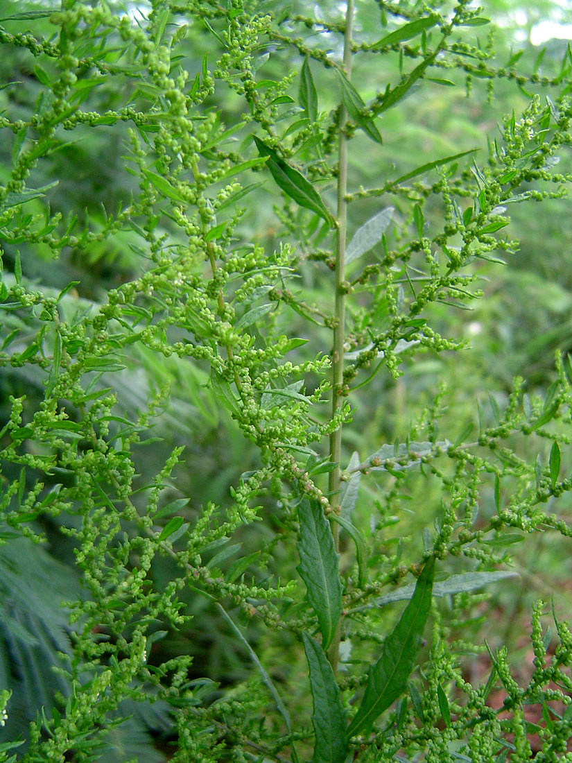 Dysphania ambrosioides