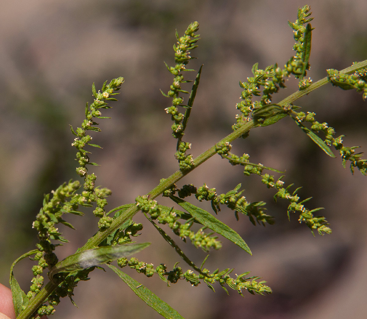 Dysphania ambrosioides