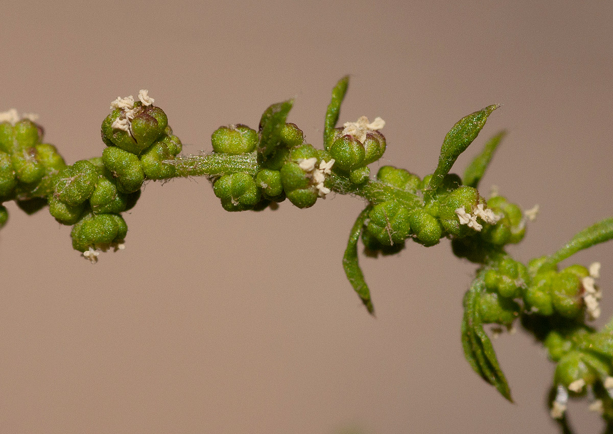 Dysphania ambrosioides