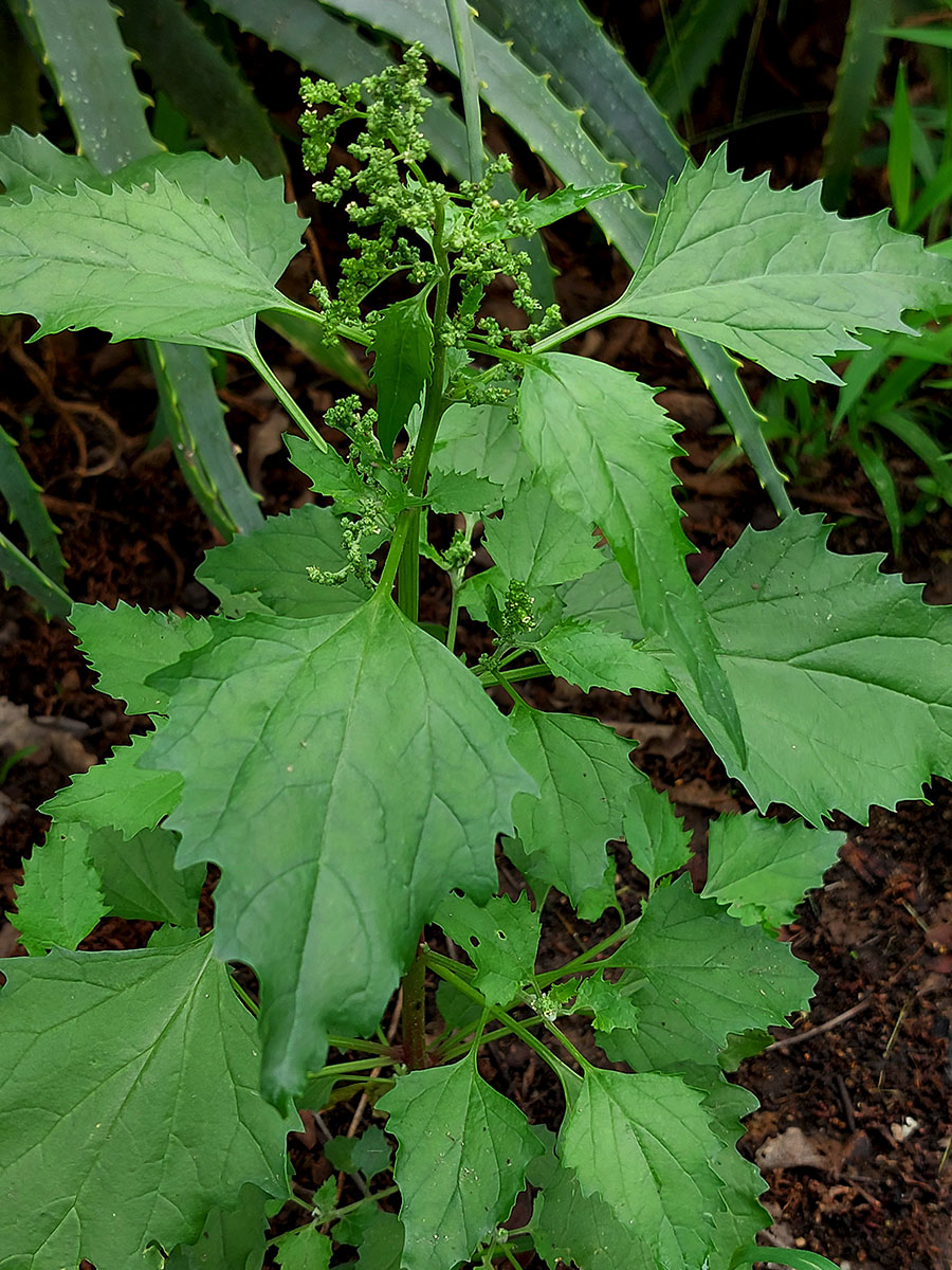 Chenopodiastrum murale