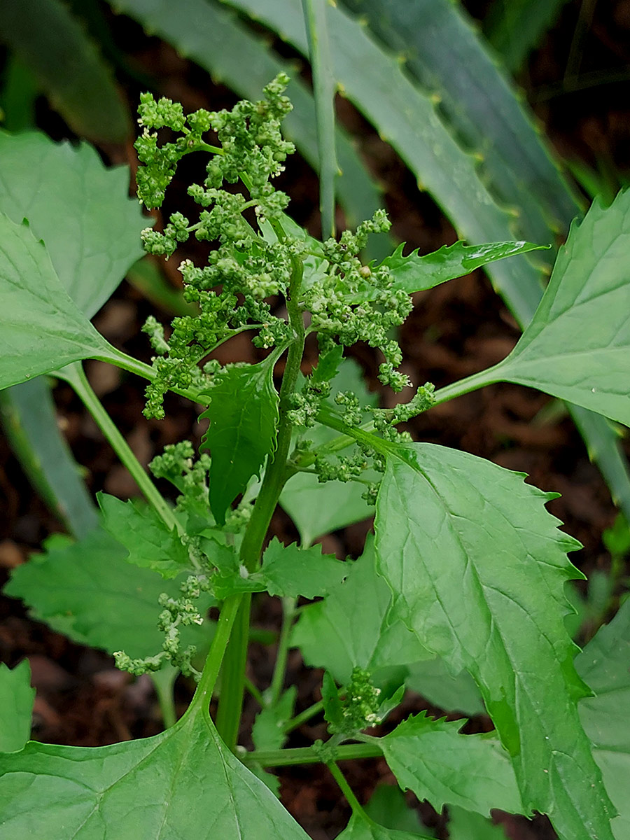 Chenopodiastrum murale