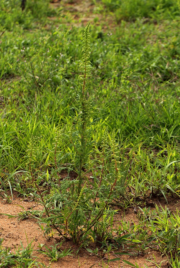 Dysphania schraderiana Dysphania schraderiana